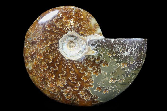 Polished, Agatized Ammonite (Cleoniceras) - Madagascar #88065